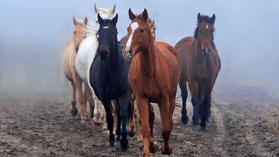 Horse Ranches